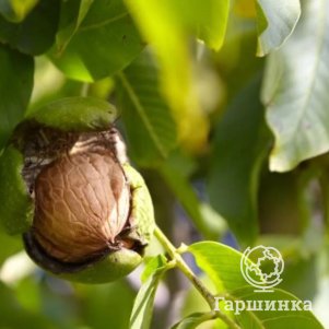 

Орех грецкий Урожайный