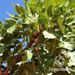 Орех грецкий Десертный 390₽