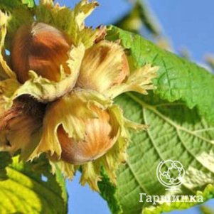 Фундук Сочи-1 590₽