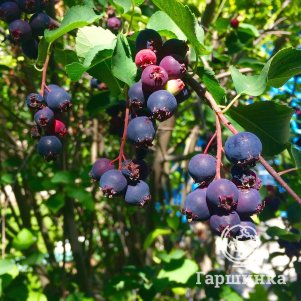 

Ирга Звездная ночка