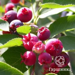 Ирга Нельсон 450₽