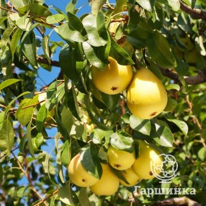 Груша Кифер 600₽