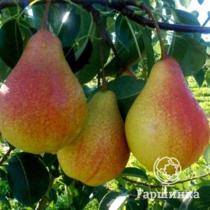 

Груша Лесная красавица