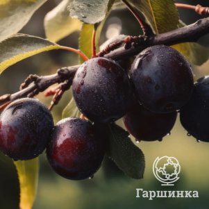 

Слива Горная черная