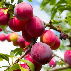 

Слива Персиковая