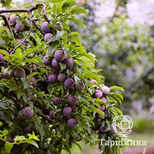 

Слива Чернослив