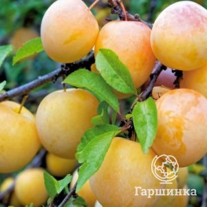 

Слива Белая Медовая