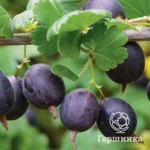 

Крыжовник Черномор