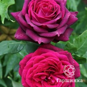 

Роза Графиня Диана чайно-гибридная