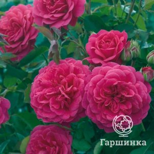 Роза Сэр Джон Бетджемен