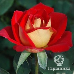 

Роза Нью Фэшн чайно-гибридная