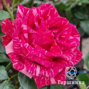 

Роза Пинк Интуишн чайно-гибридная