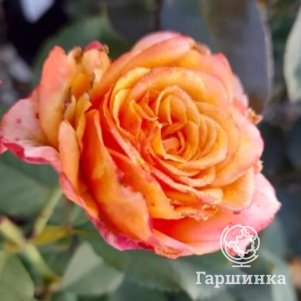 

Роза Ла Вилла Котта шраб