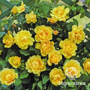 Роза Голден Гейт плетистая 290₽