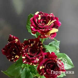 Роза Абракадабра флорибунда