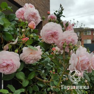 

Роза А Шропшир Лэд