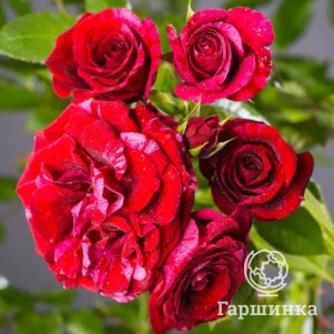 

Роза Дип Импрешн флорибунда