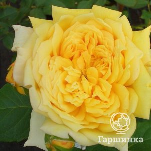 

Роза Жоэль Маруани шраб