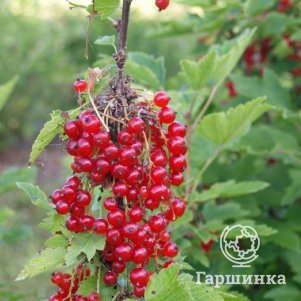 

Смородина Голландская красная