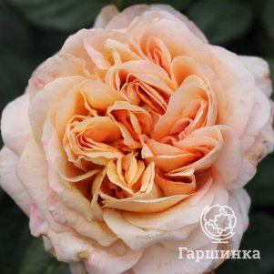 

Роза Капри чайно-гибридная