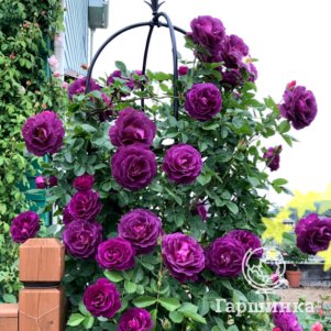 

Роза Мистерьез флорибунда