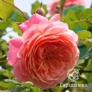 

Роза Прикс ПЖ Редут шраб