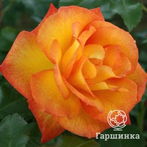 

Роза Сахара шраб