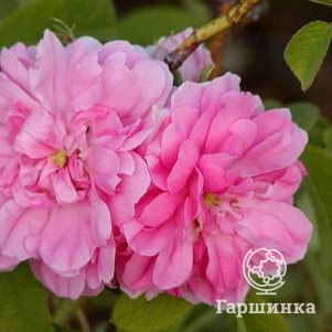 

Роза Четыре сезона почвопокровная