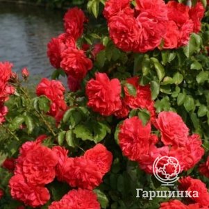 Роза Ютерсен Розенконигин шраб