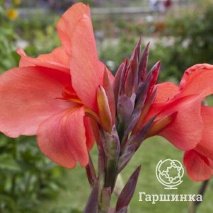 

Канна Миссис Оклахома