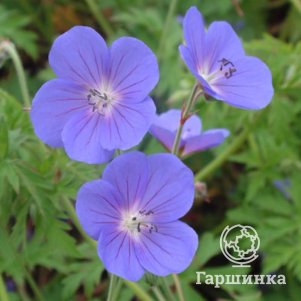 

Герань Бруксайд гибридная