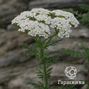 

Тысячелистник Ноблесс