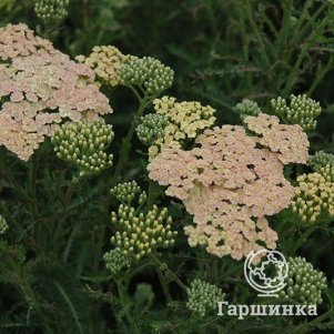 

Тысячелистник Саммер Пастелс