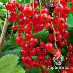 

Смородина Щедрая красная