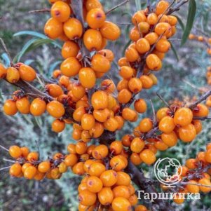 Облепиха Любимая 590₽