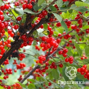 

Вишня войлочная Огонек