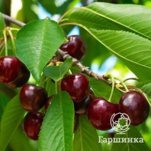 Вишня Гриот 600₽