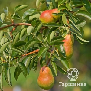 Груша Аббат фетель 600₽