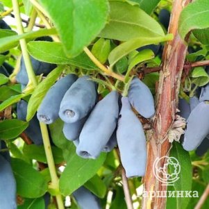 Жимолость Избранница 300₽