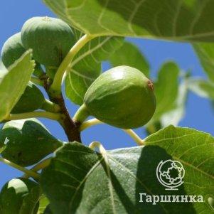 

Инжир Долмацкий