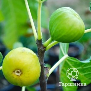 

Инжир Медовый