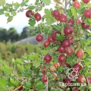 

Крыжовник Надежный слабошипованный ранний