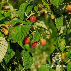 Малиновое дерево Малина штамбовая Крепыш 290₽