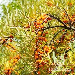 Облепиха Десертная 450₽