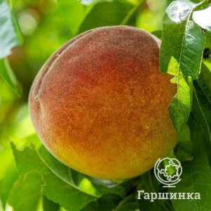 

Персик Александр