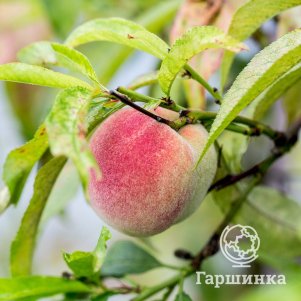 

Персик Сочный самоплодный