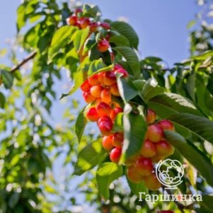 

Черешня Краса Кубани кремовая крупноплодная