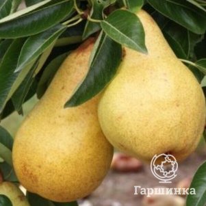 

Груша Декора колоновидная