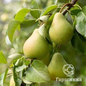 

Груша Нежность колоновидная