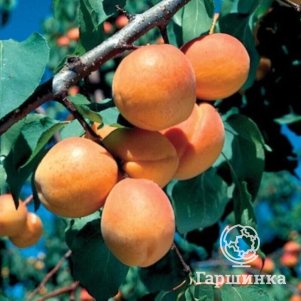 

Абрикос Оренбургский